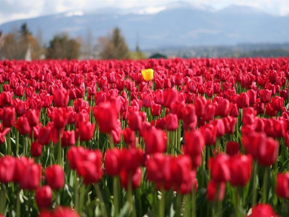 Red Tulip Hotel Angeles Kültér fotó